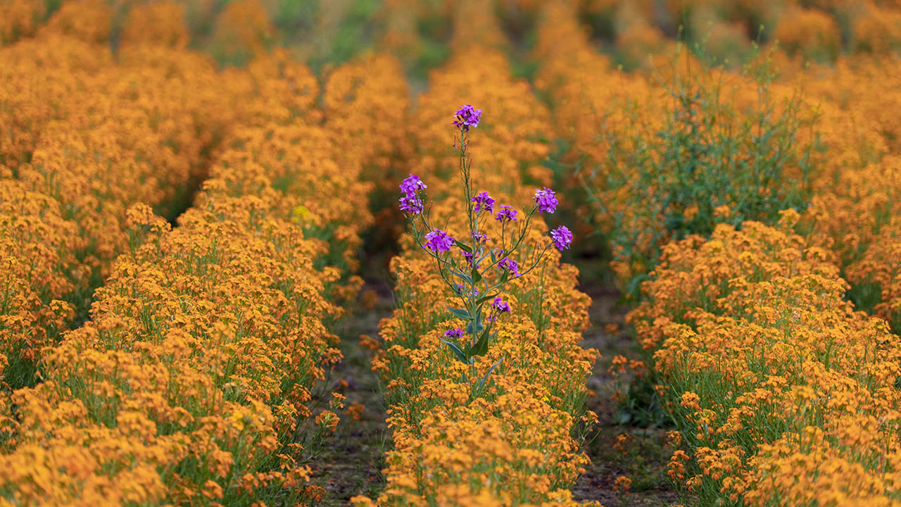 Logistical Changes are Needed to Keep the Floriculture Sector Flourishing